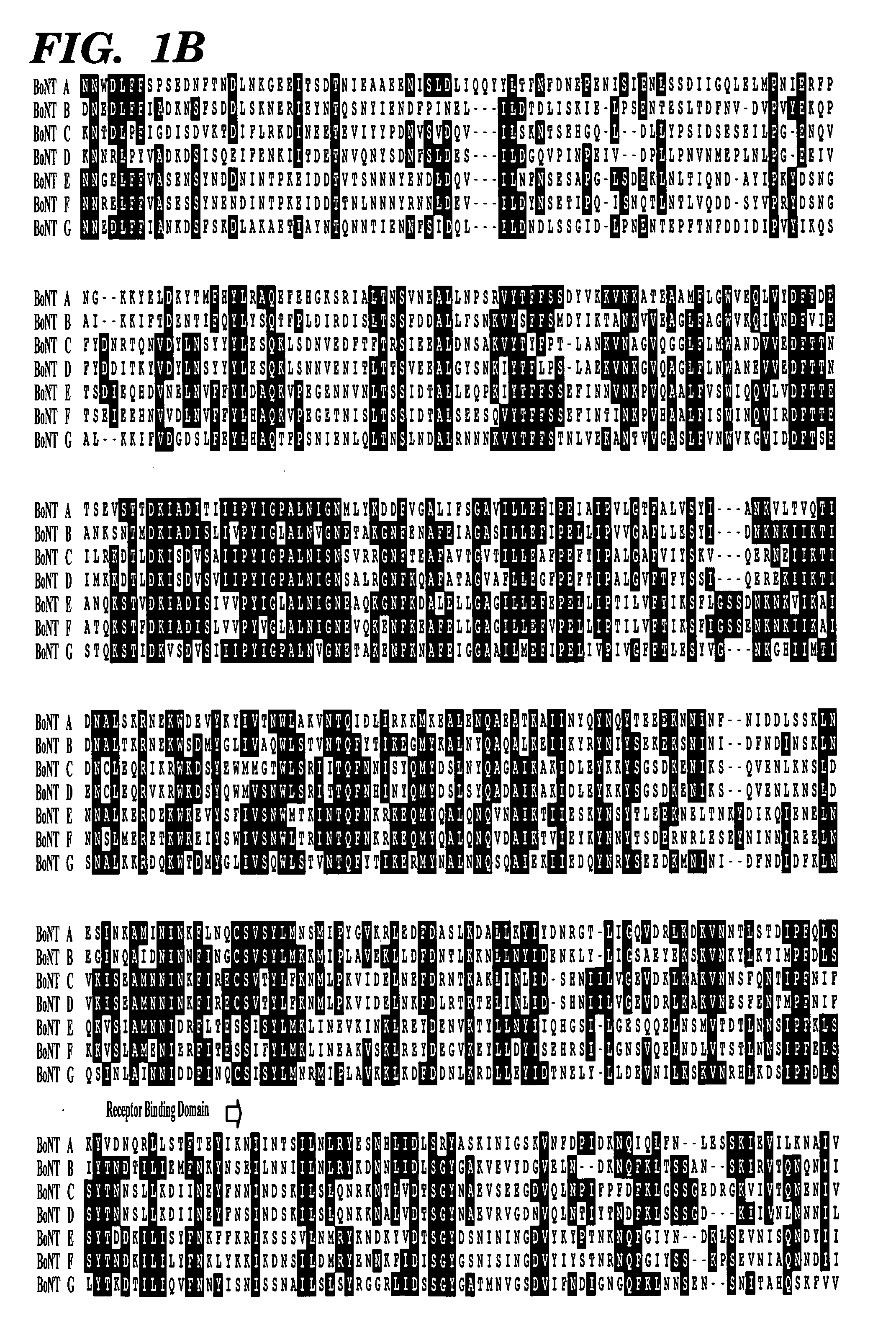 Genetically engineered clostridial genes, proteins encoded by the engineered genes, and uses thereof