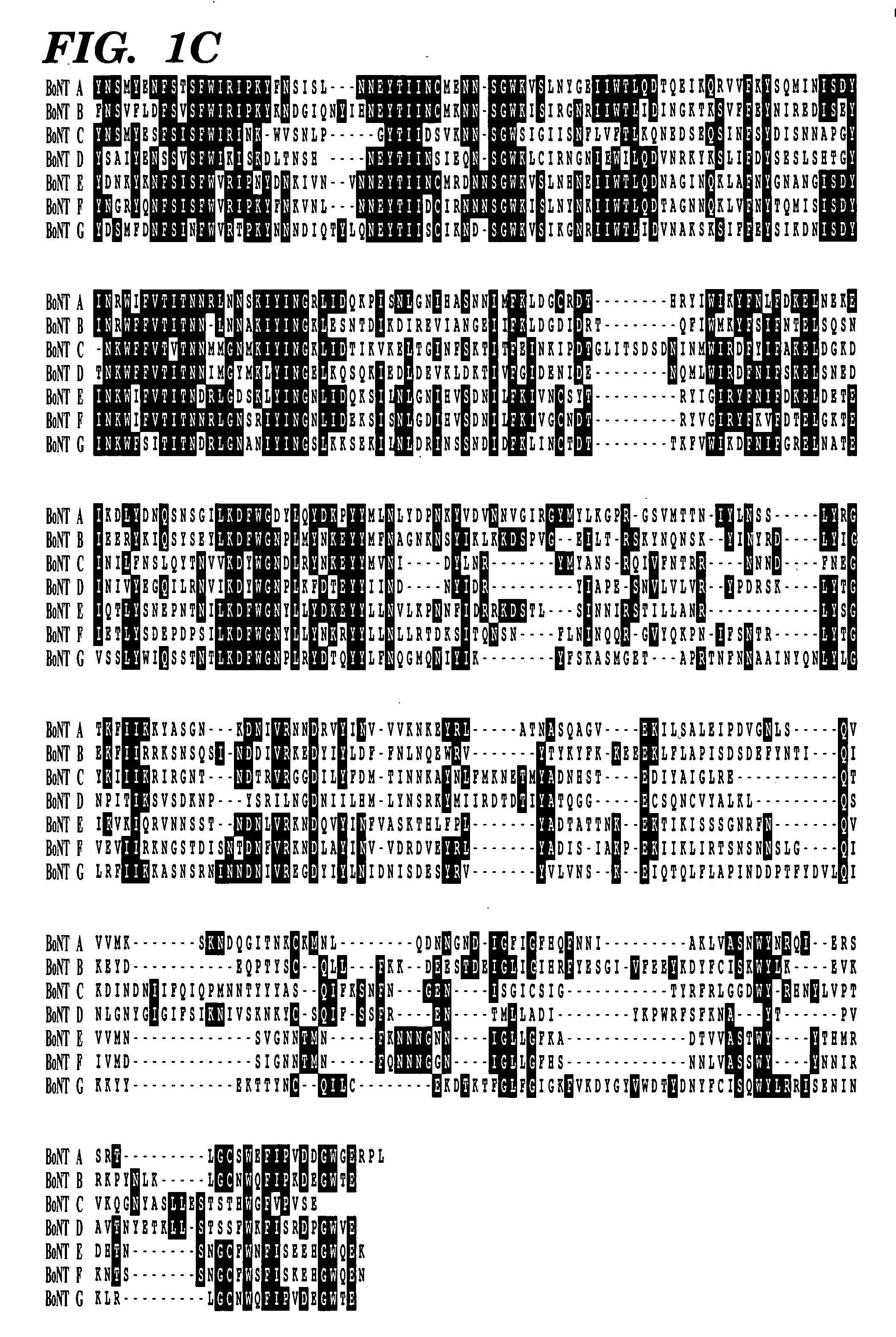 Genetically engineered clostridial genes, proteins encoded by the engineered genes, and uses thereof