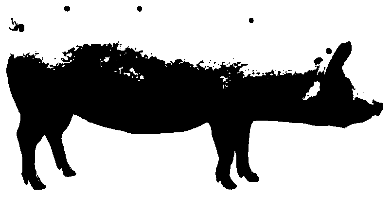 Method and device for measuring weight of live pig