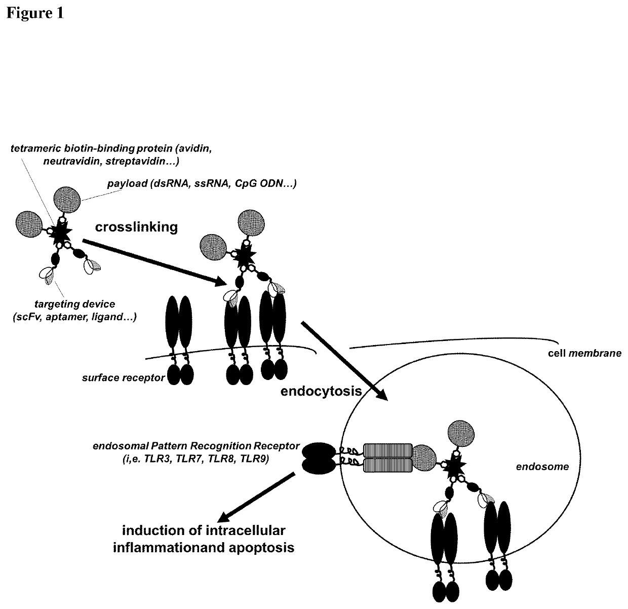 A delivery system for targeted delivery of a therapeutically active payload