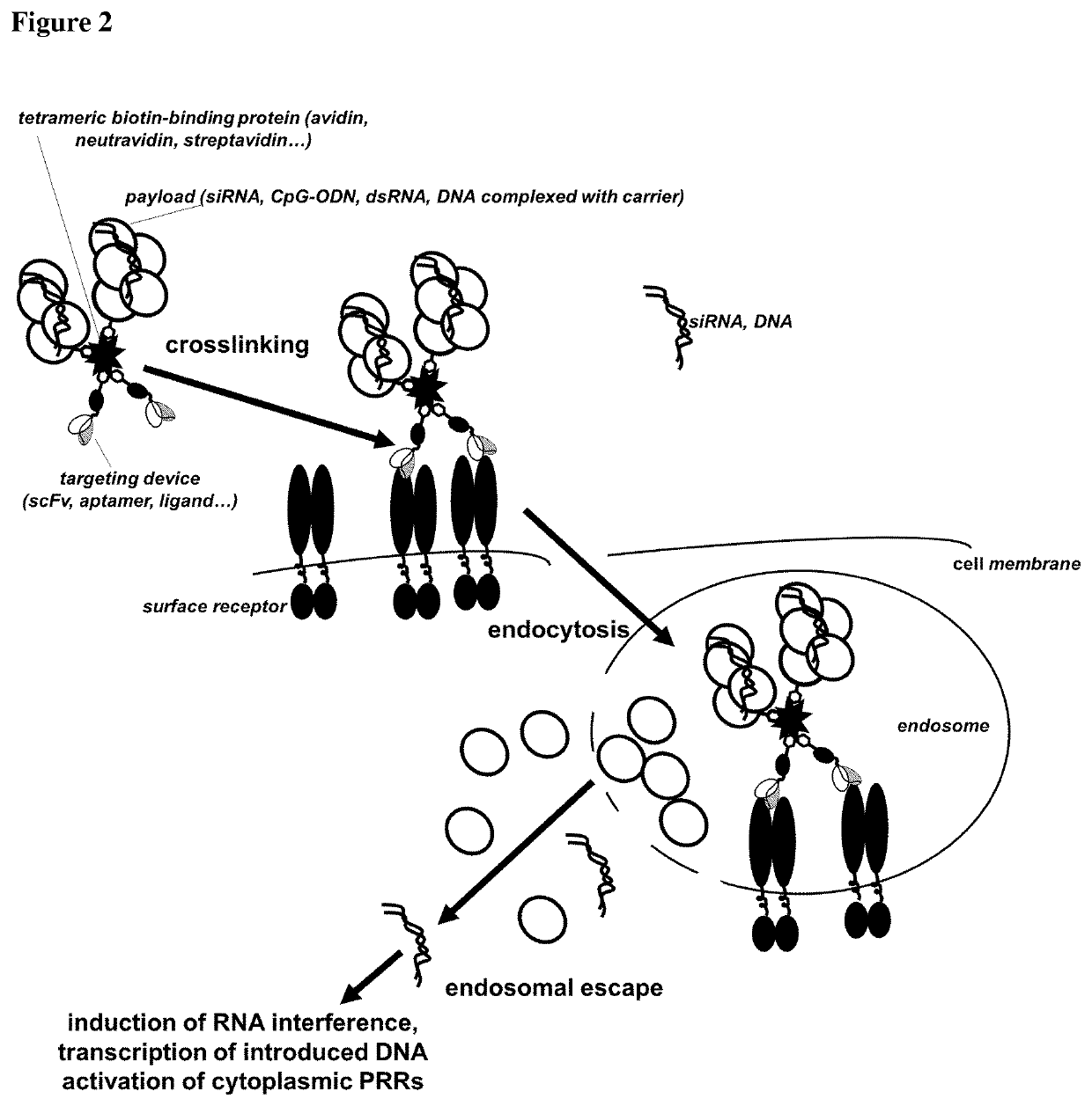 A delivery system for targeted delivery of a therapeutically active payload