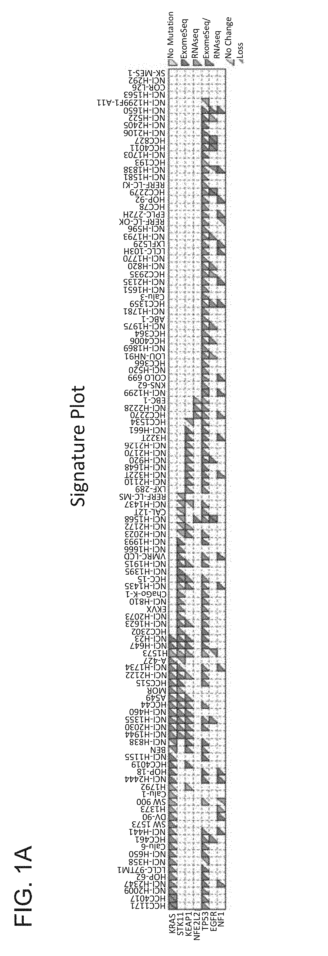 Methods for diagnosing and treating cancer by means of the expression status and mutational status of nrf2 and downstream target genes of said gene