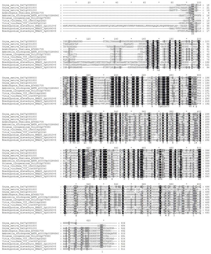 Rice OsPPR34 gene as well as encoding protein and application thereof