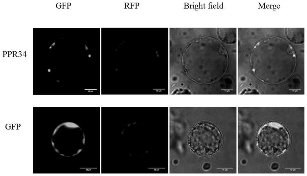 Rice OsPPR34 gene as well as encoding protein and application thereof