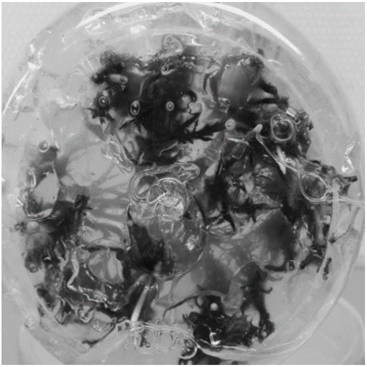 Method for batch production of mat grass through one-step culture