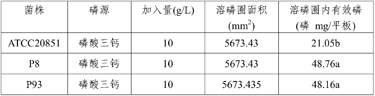 Aspergillus aculeatus P93, biofertilizer preparation prepared from same and application thereof