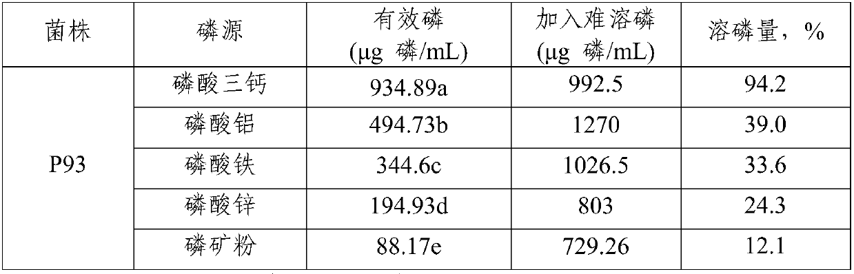 Aspergillus aculeatus P93, biofertilizer preparation prepared from same and application thereof