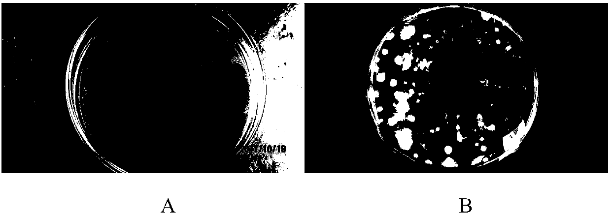 Aspergillus aculeatus P93, biofertilizer preparation prepared from same and application thereof