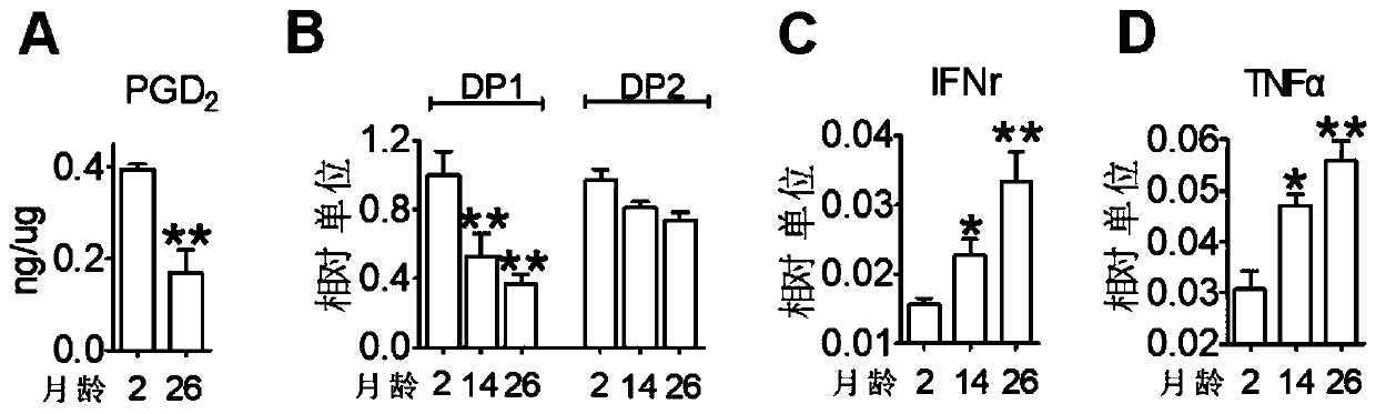 DP1 used as senile hypertension immunotherapy drug target and application of DP1