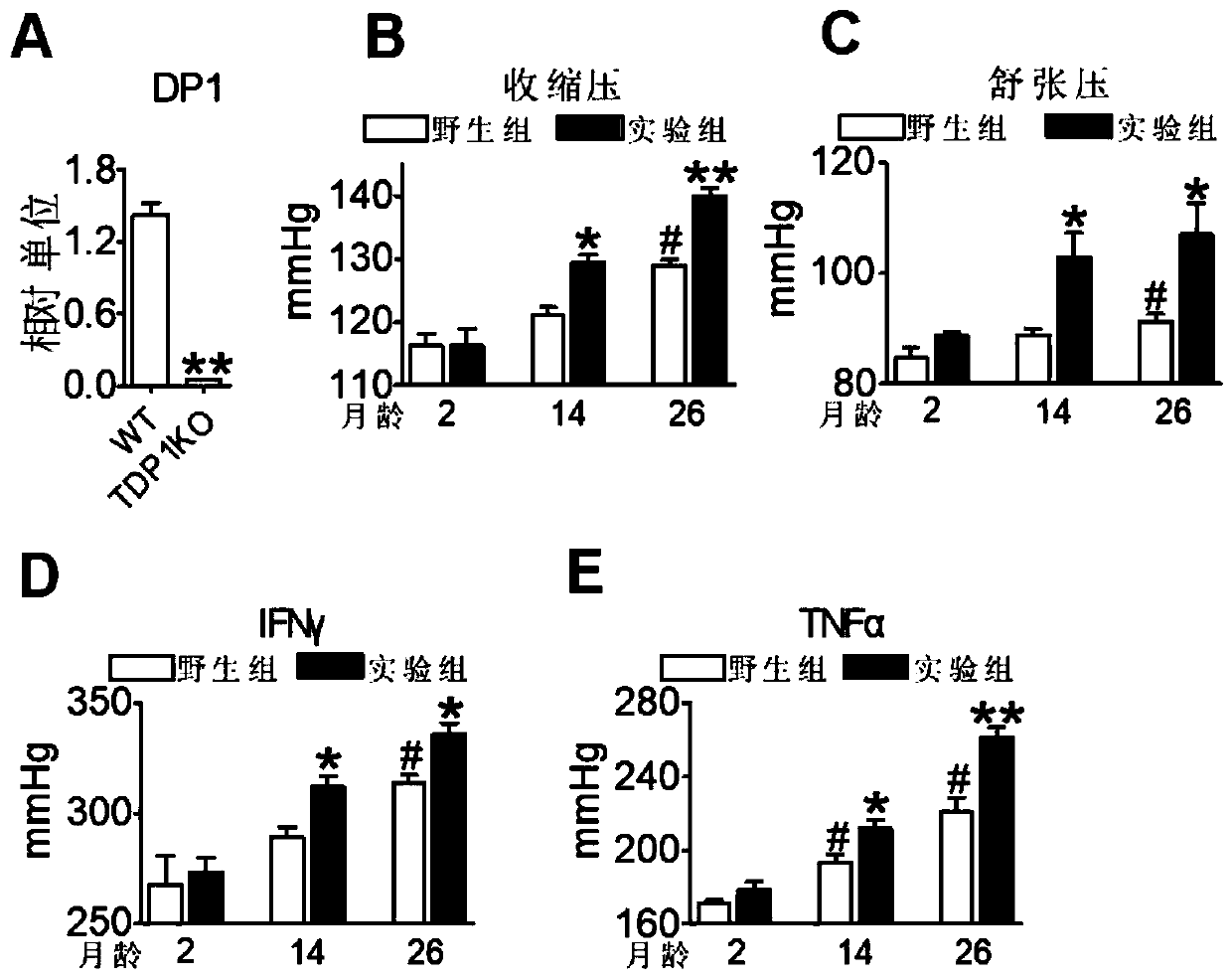 DP1 used as senile hypertension immunotherapy drug target and application of DP1