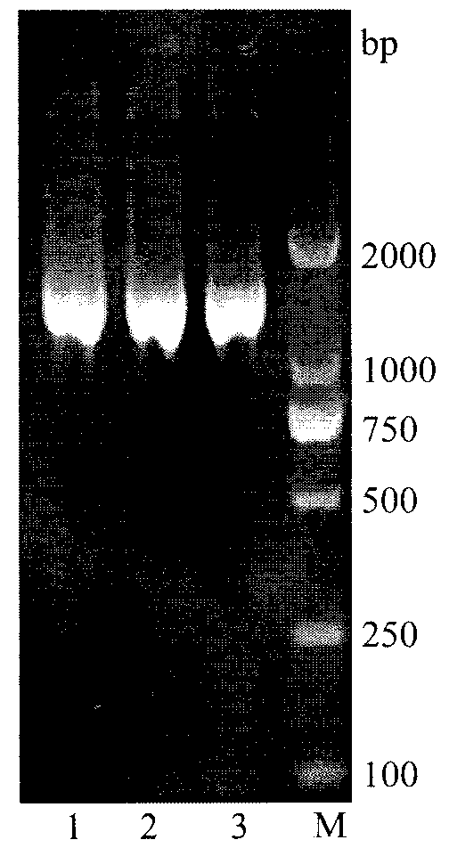 Recombinant L-arabinose isomerase as well as gene and application thereof