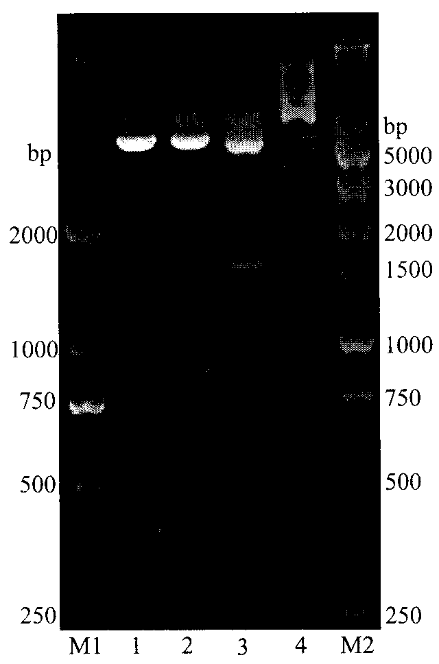 Recombinant L-arabinose isomerase as well as gene and application thereof