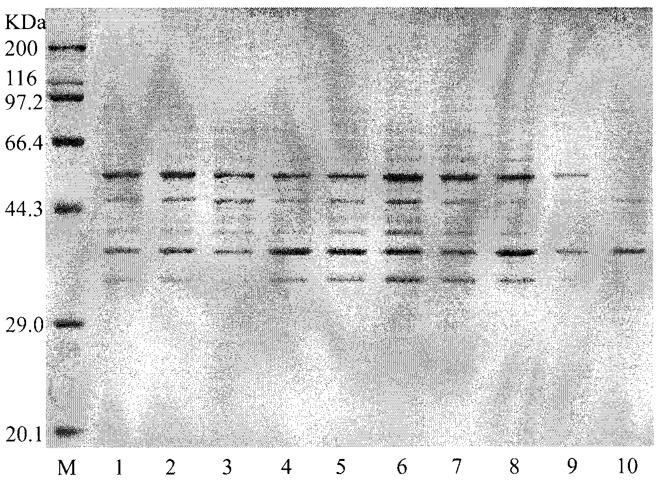 Recombinant L-arabinose isomerase as well as gene and application thereof