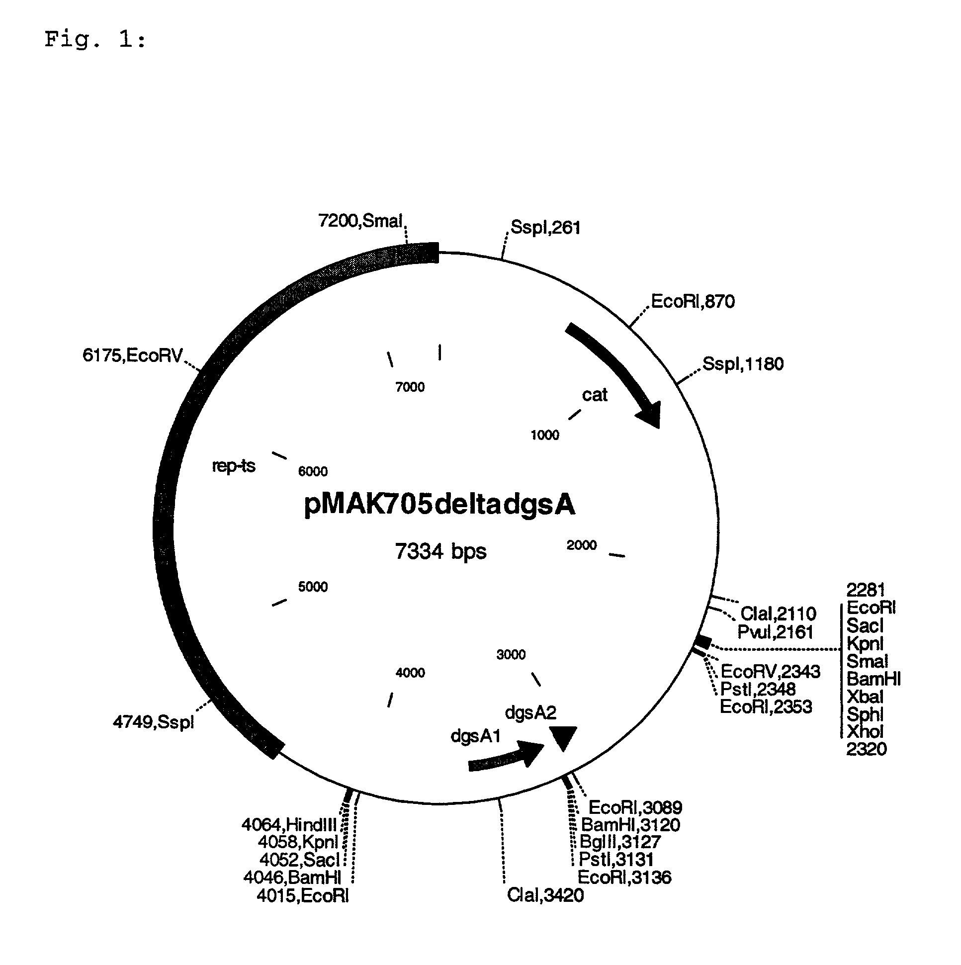 Process for the production of L-amino acids using strains of the family enterobacteriaceae that contain an attenuated dgsA gene