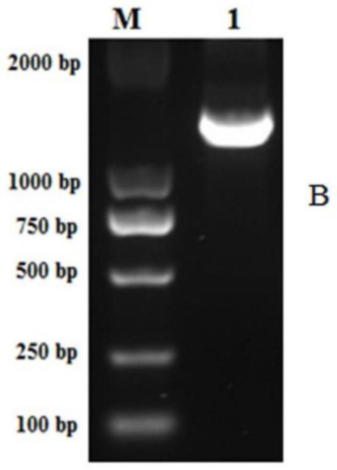 Eucommia ulmoides DIR1 gene MeJA response promoter and application thereof