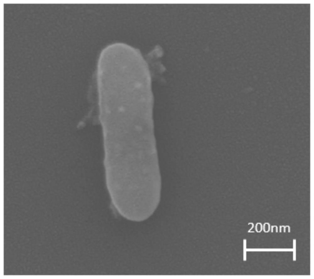 A strain of Geobacter geo-lyy for dehalogenation of halogenated organic matter and decolorization of dyes and its application