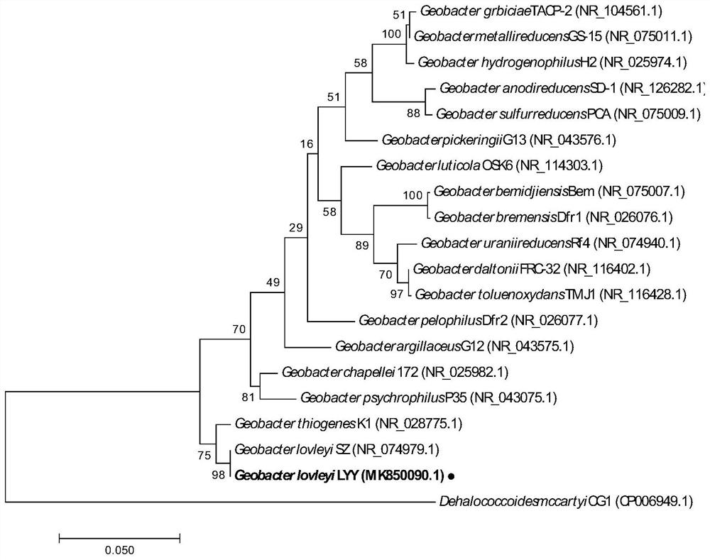 A strain of Geobacter geo-lyy for dehalogenation of halogenated organic matter and decolorization of dyes and its application