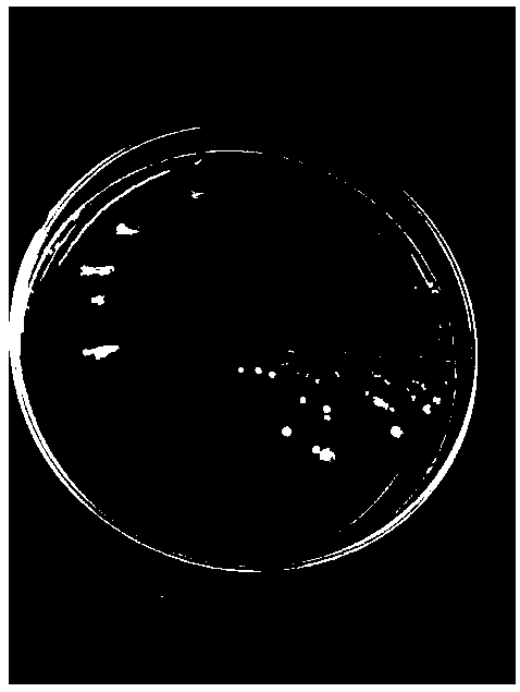 Siraitia grosvenorii endophyte bacterial strain capable of producing extracellular polysaccharides, method thereof for producing extracellular polysaccharides and application of extracellular polysaccharides