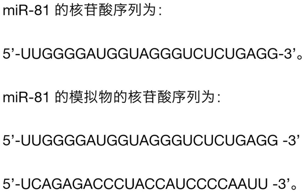 MiR-81 as well as mimics and application thereof