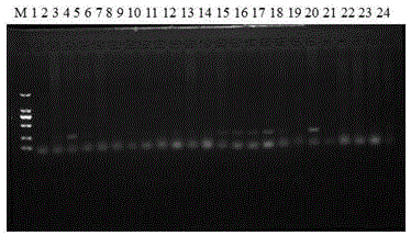 Primer, kit and method for identifying dove sex