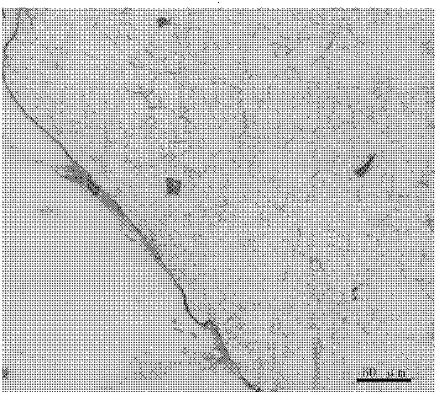 Magnesium alloy surface pretreatment method