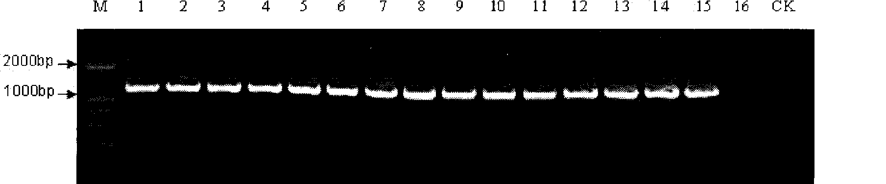 Method for detecting areca-nut yellow leaf disease phytoplasma pathogen and special reagent kit therefor