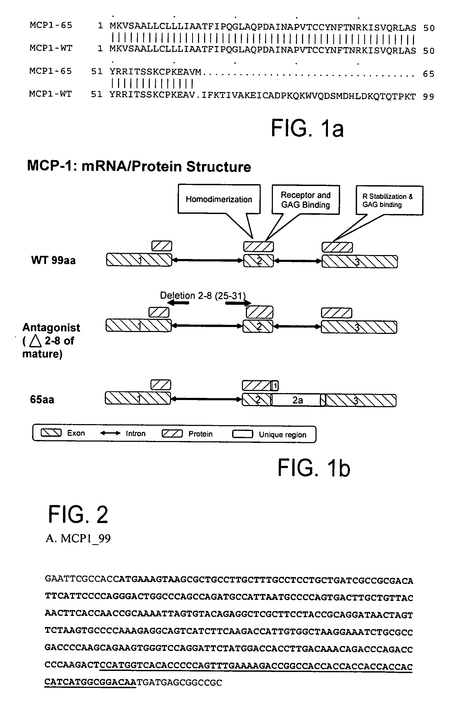 MCP-1 splice variants and methods of using same