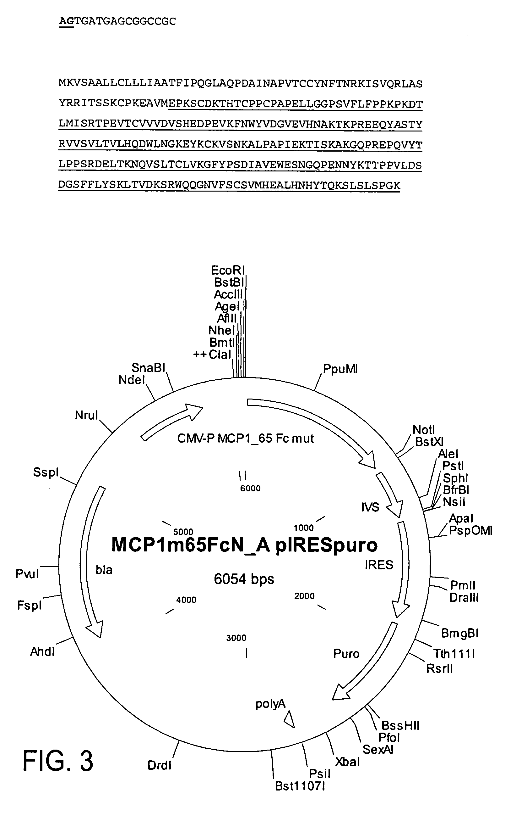 MCP-1 splice variants and methods of using same