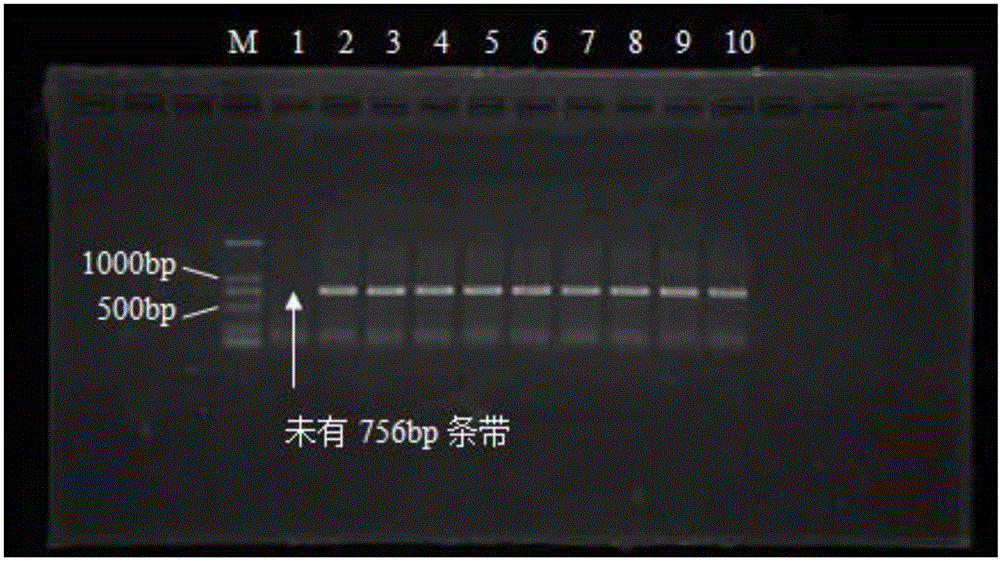 Specific labeled primer pair for rapidly identifying camellia oleifera improved variety Cenruan 2 and identifying method