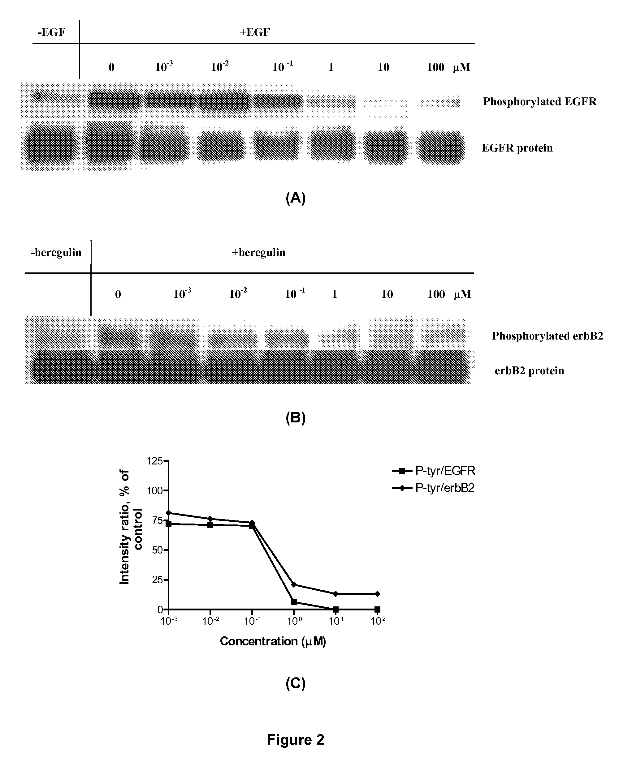 Combi-molecules having EGFR and DNA targeting properties