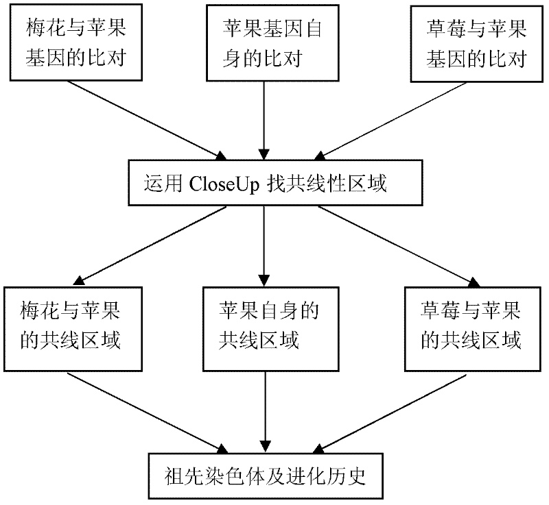 Method for constructing rosaceae original chromosome