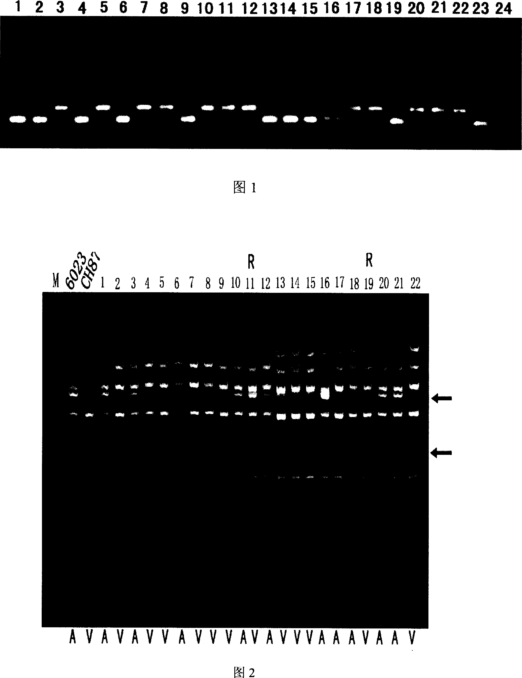 Molecular marker method for avirulence gene of rice blast