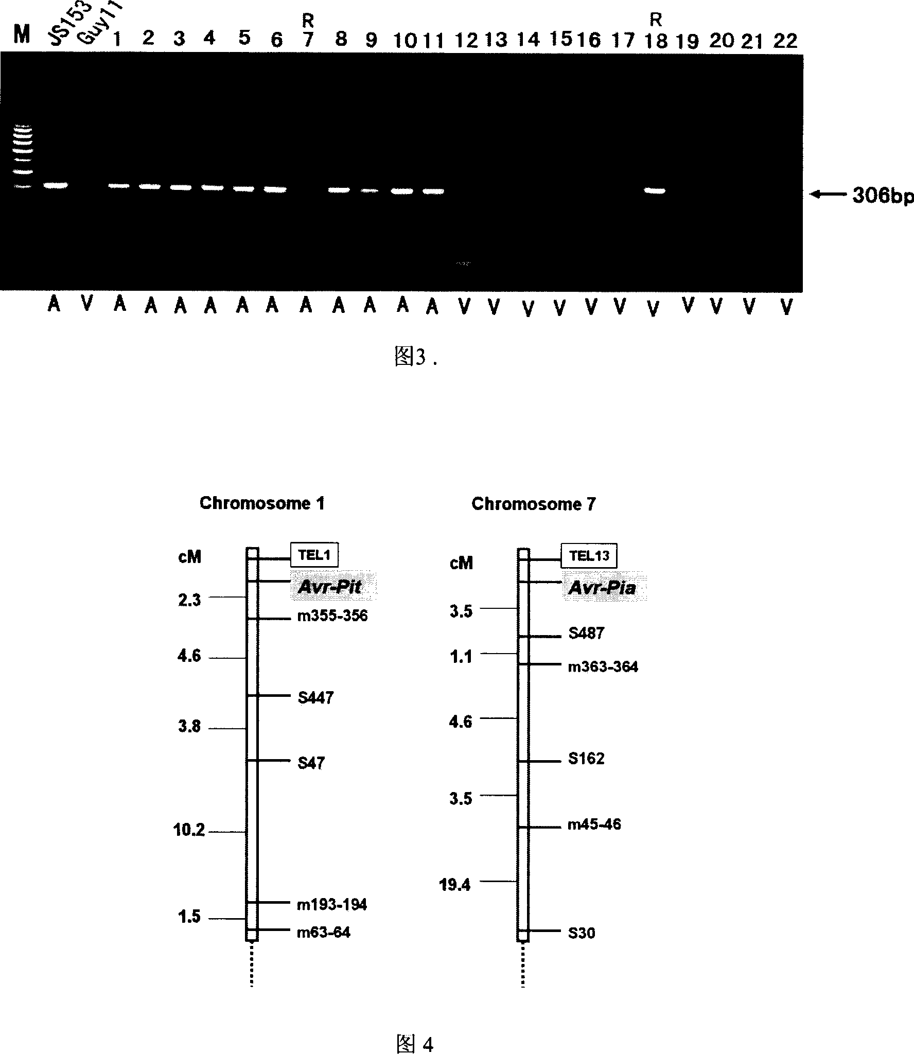 Molecular marker method for avirulence gene of rice blast