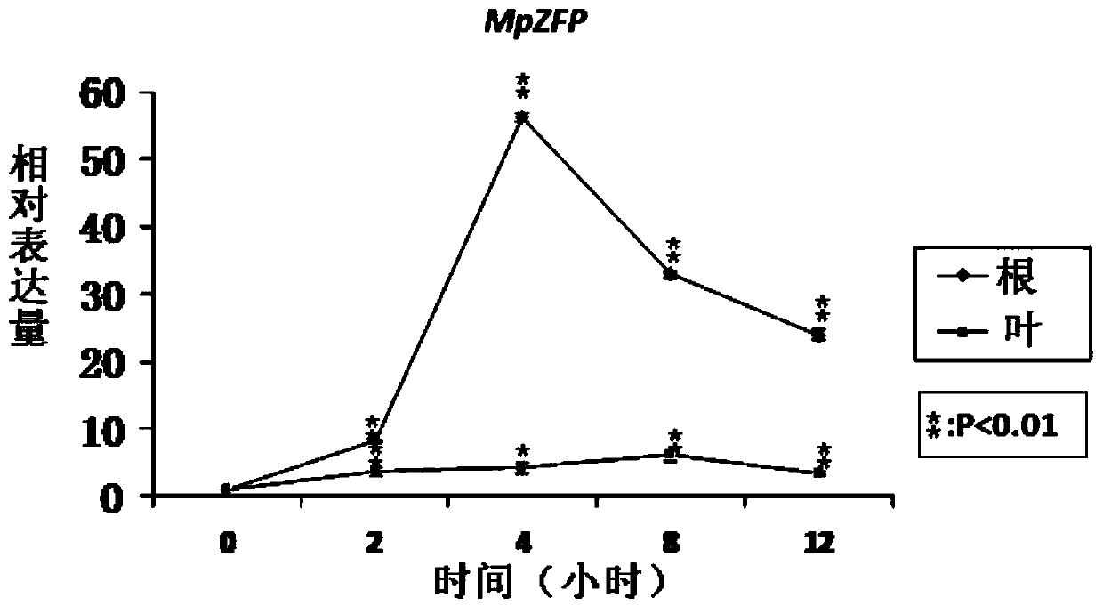 Pongamia pinnata stress tolerance relative gene MpZFP as well as coded protein and application thereof