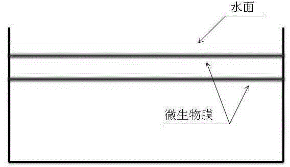 Aquaculture water in-situ purification composite microbial membrane and using method thereof