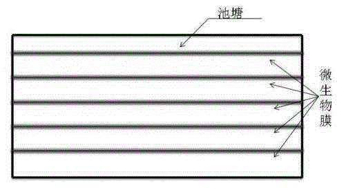 Aquaculture water in-situ purification composite microbial membrane and using method thereof