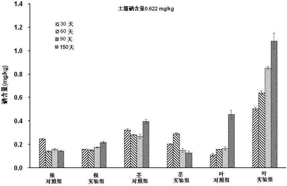 Application technology for promoting tea selenium enrichment with endogenous spirillum in tea tree