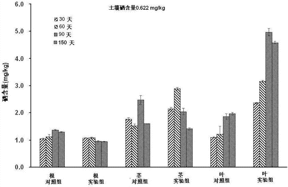 Application technology for promoting tea selenium enrichment with endogenous spirillum in tea tree