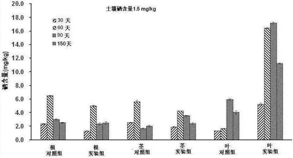 Application technology for promoting tea selenium enrichment with endogenous spirillum in tea tree