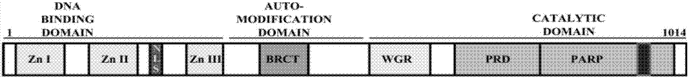 Polypeptide PIP-14 for antagonizing ribonucleic acid (RNA) binding activity of protein PARP1, and application of polypeptide HIP-13