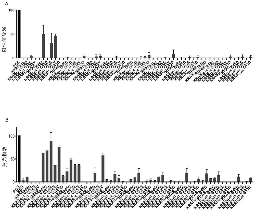 Tumor neoantigen polypeptide and application thereof