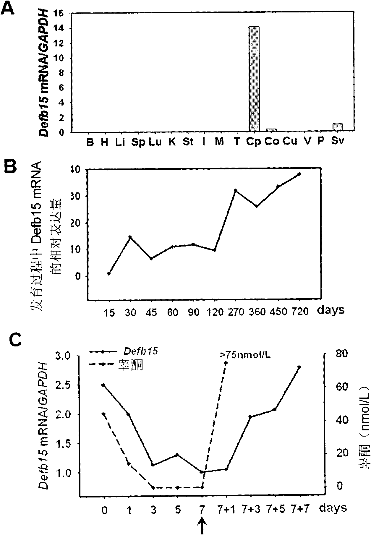 Beta-defensin 15 of specific antibacterial peptides of rat epididymis and application thereof