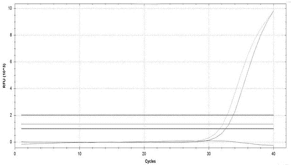 Kit used for detecting helicobacter pylori drug resistance gene mutation via multiple fluorescent PCR