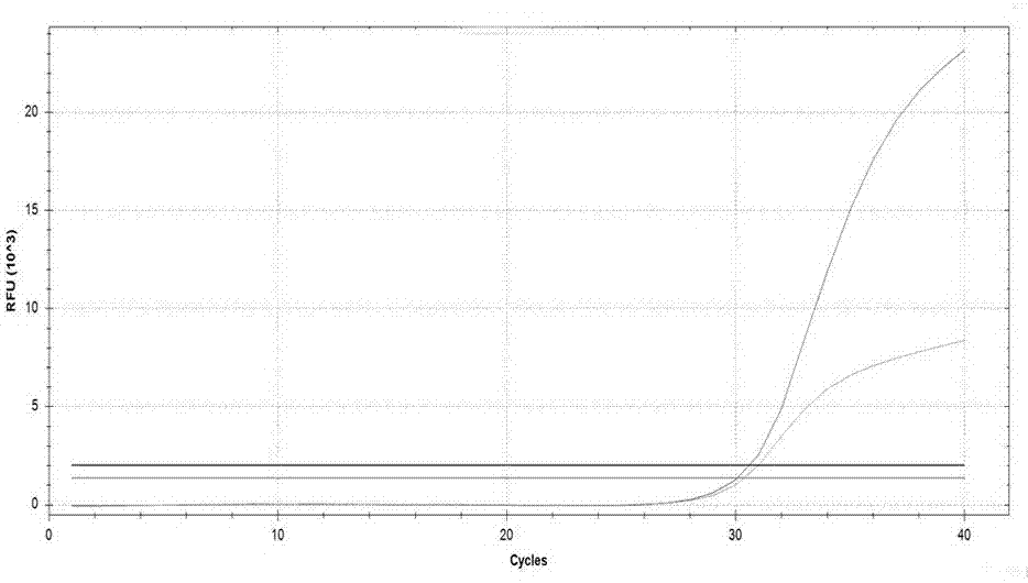 Kit used for detecting helicobacter pylori drug resistance gene mutation via multiple fluorescent PCR