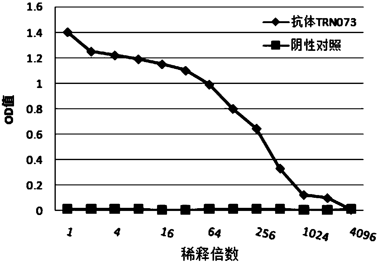 Fully human anti-rabies virus neutralizing antibody and application thereof