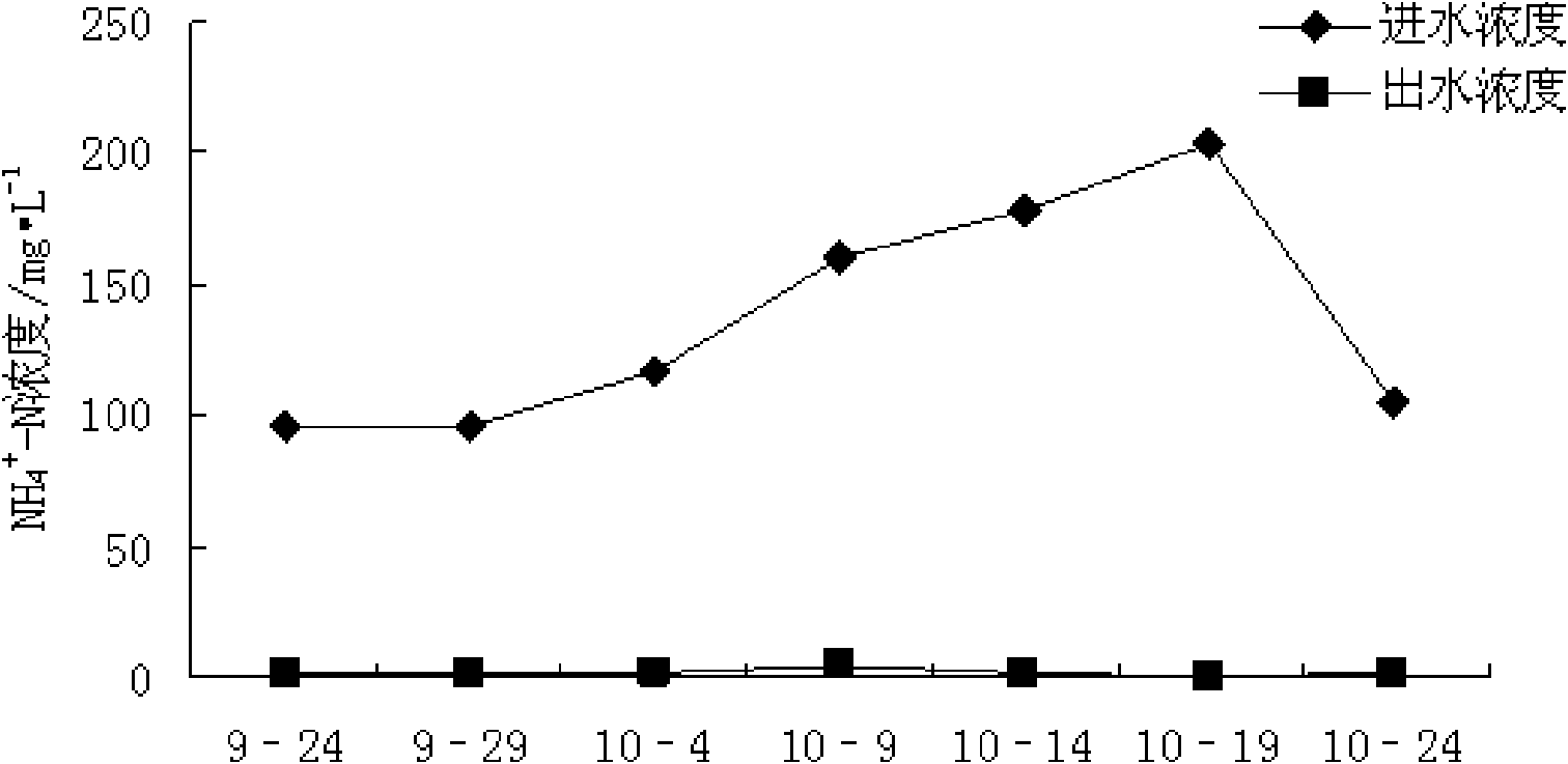 Application of chervil lankspur herb in treating livestock breeding wastewater