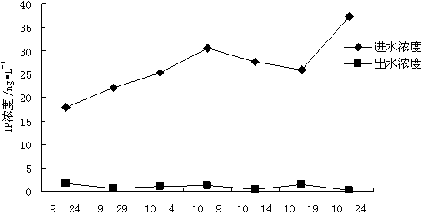 Application of chervil lankspur herb in treating livestock breeding wastewater