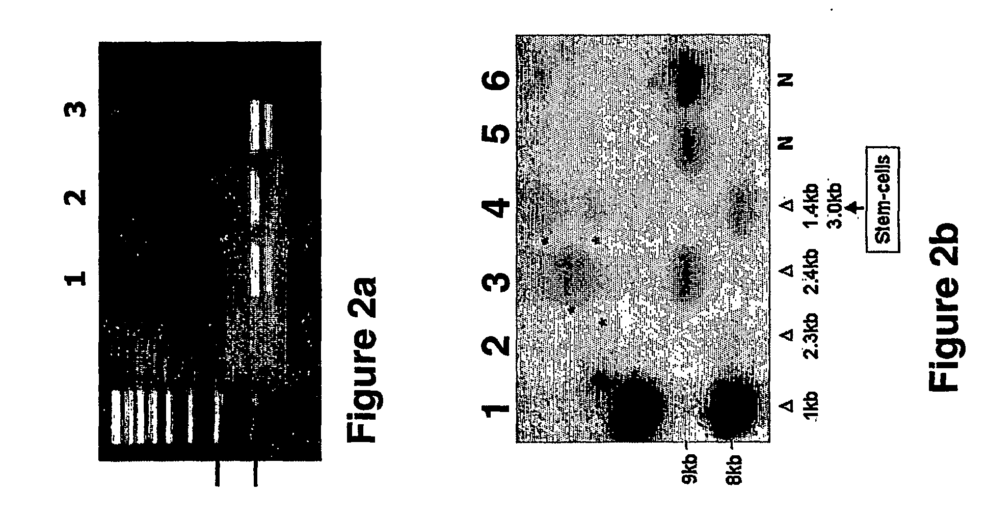 Methods of Generating Stem Cells and Embryonic Bodies Carrying Disease-Causing Mutations and Methods of Using same for Studying Genetic Disorders