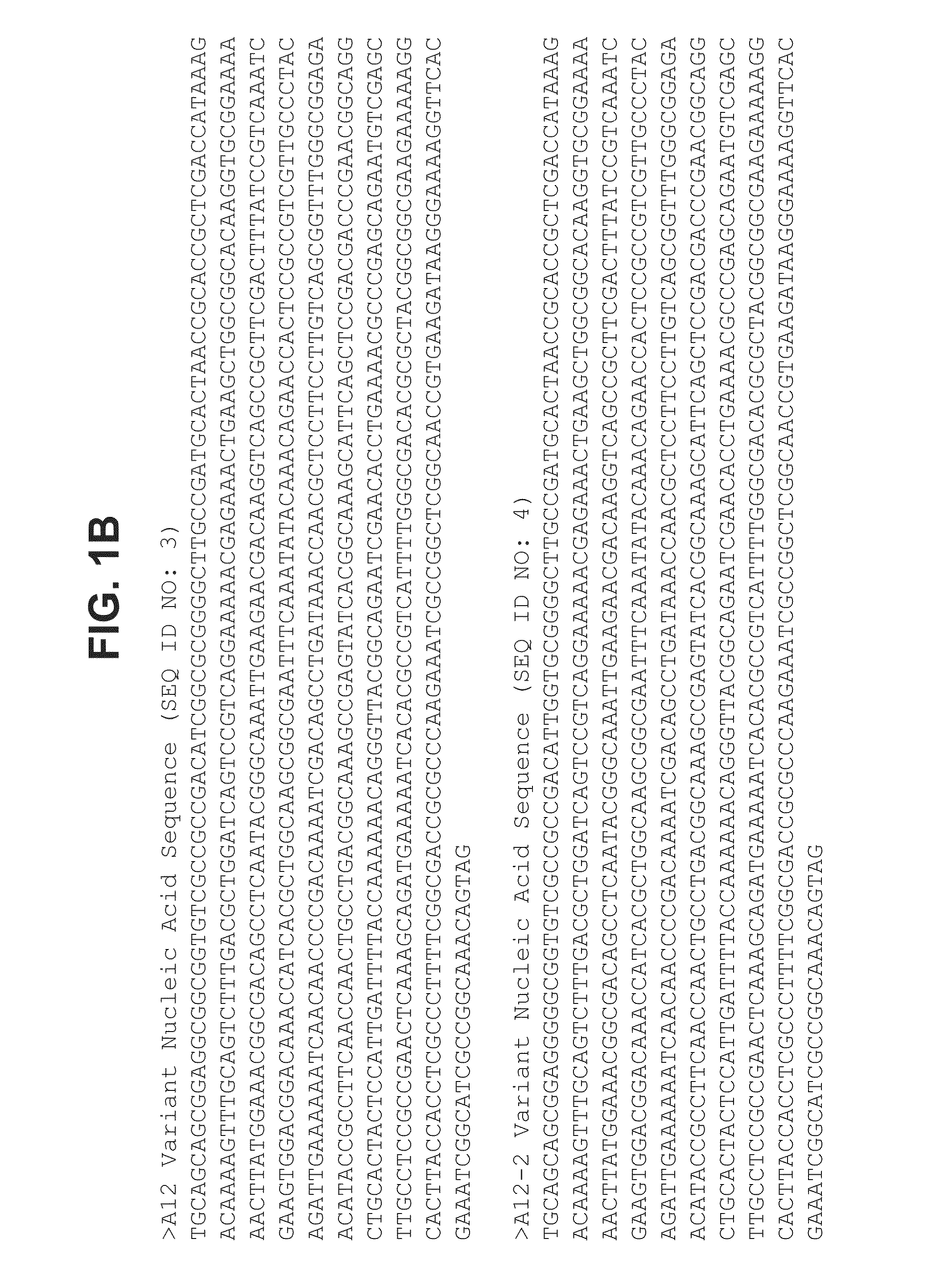 <i>Neisseria meningitidis </i>compositions and methods thereof