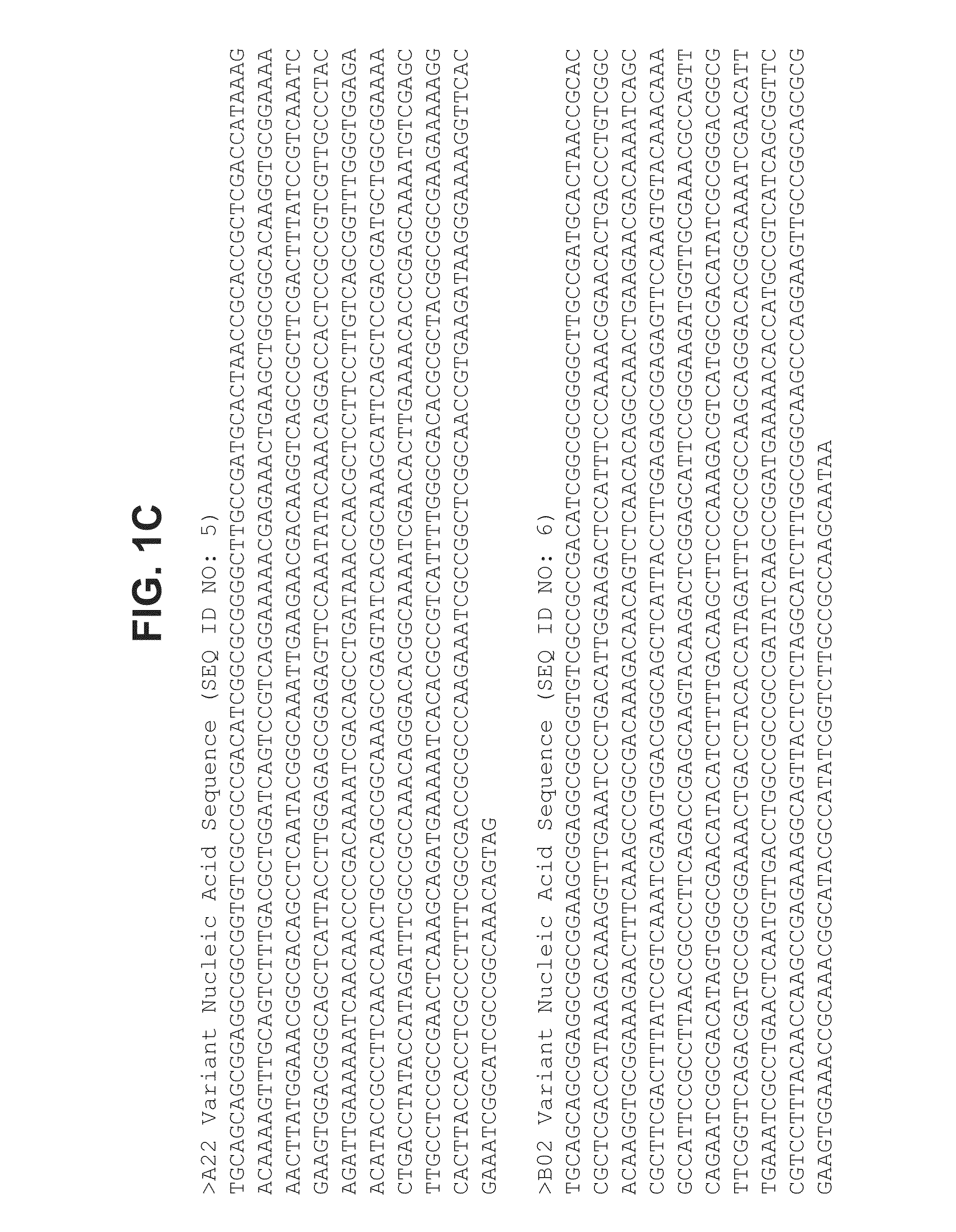 <i>Neisseria meningitidis </i>compositions and methods thereof